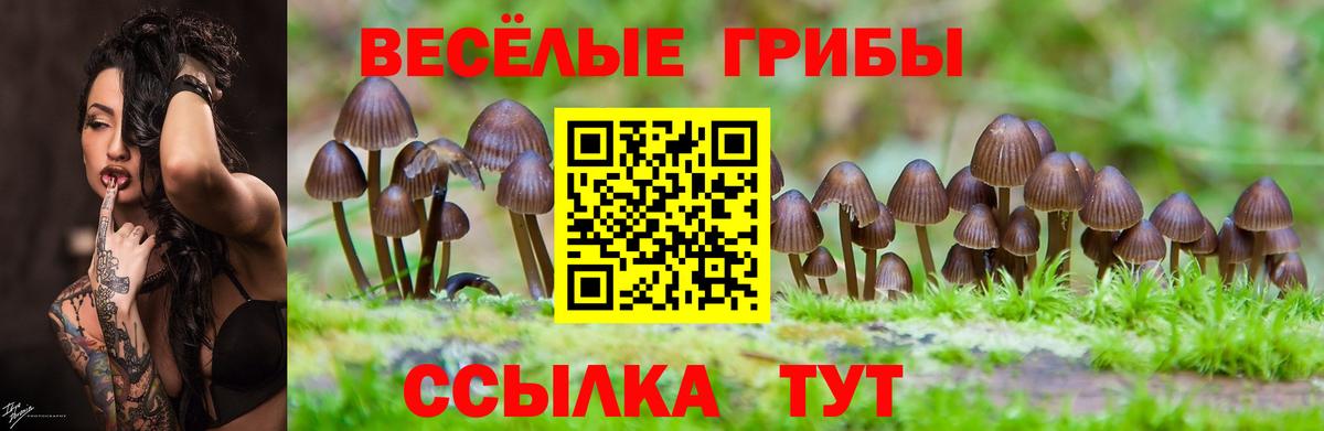 Галлюциногенные грибы Cubensis Зима